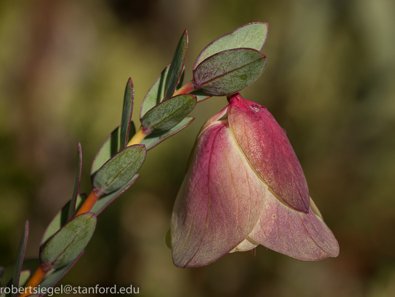 maroon flower